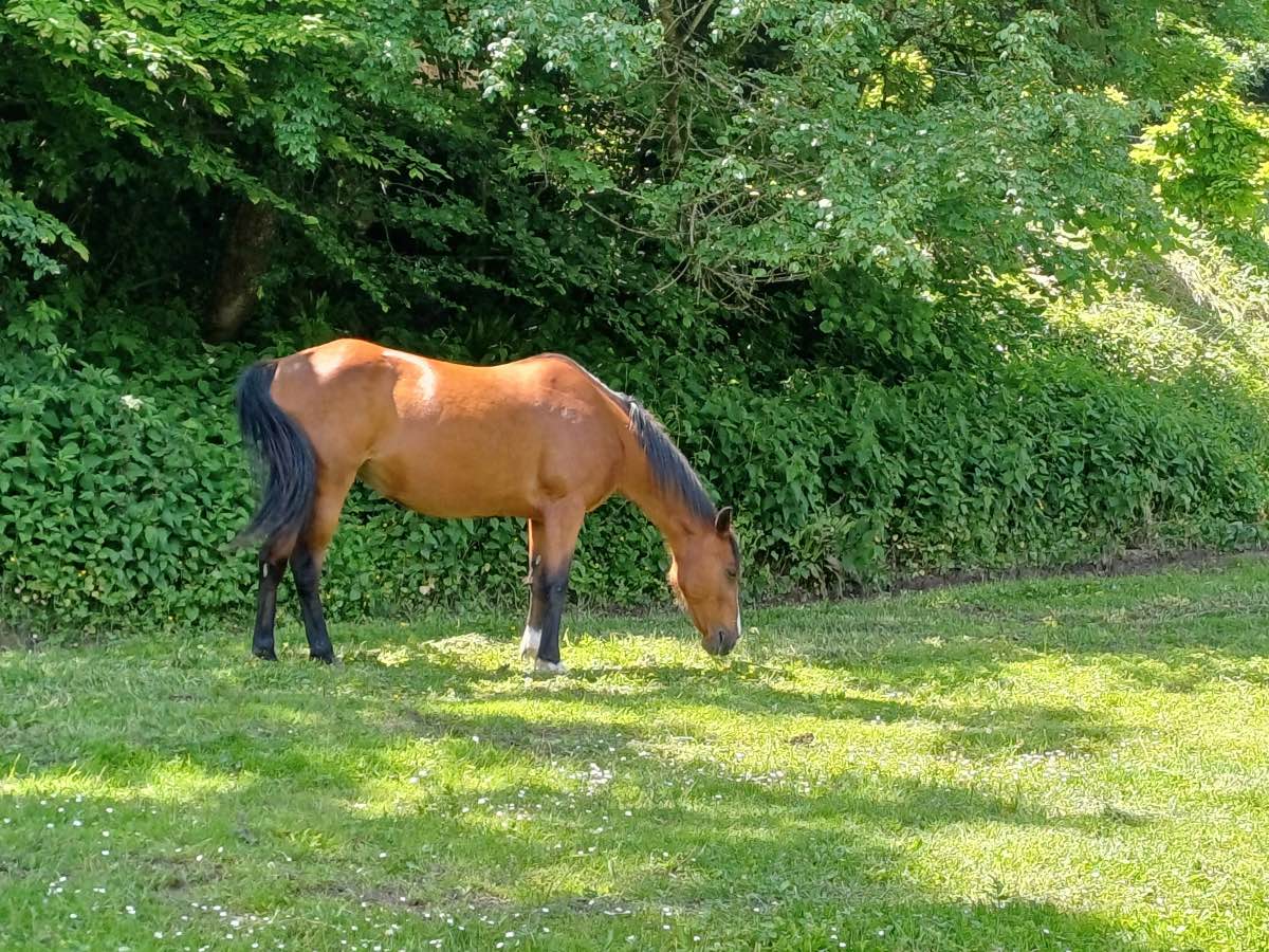 chateau-de-lacypierre-cheval Château de Lacypierre en Périgord Noir